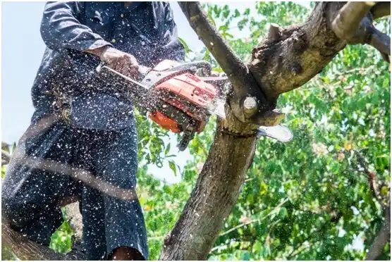 tree services New Cordell